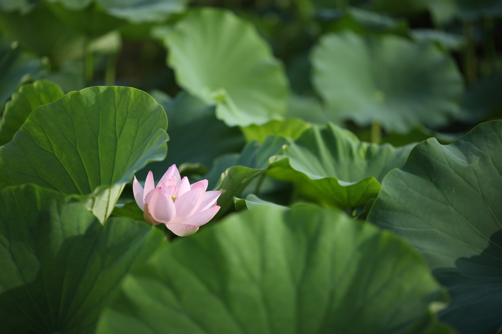 朝日と