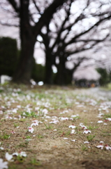 芽吹きに添えて。