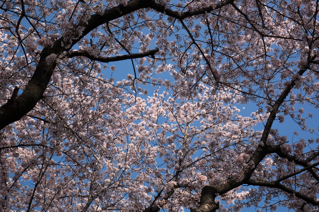 そらを染めて