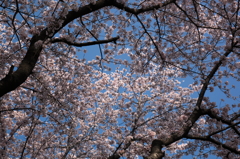 そらを染めて