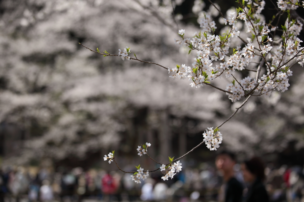 薄墨桜のもとに集う。