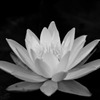 White light