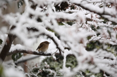 雪の大晦日