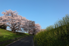 春の道