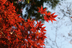 紅葉3