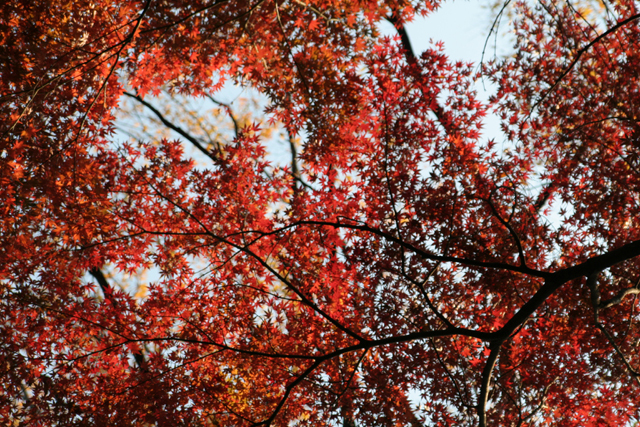 紅葉4