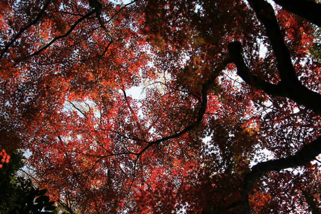 紅葉1