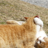 仲良し