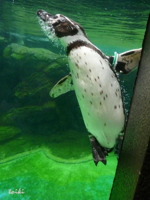 ペンギンさん