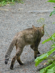 ヤセッポチ