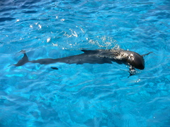 Dolphin