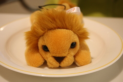 lion