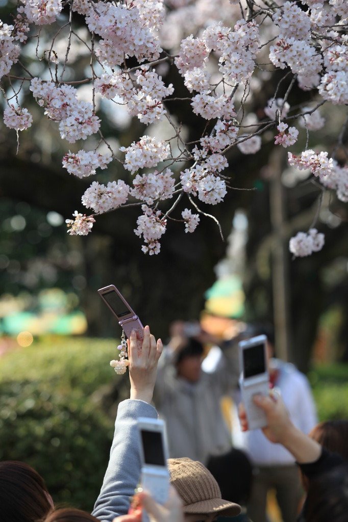 桜の撮影風景