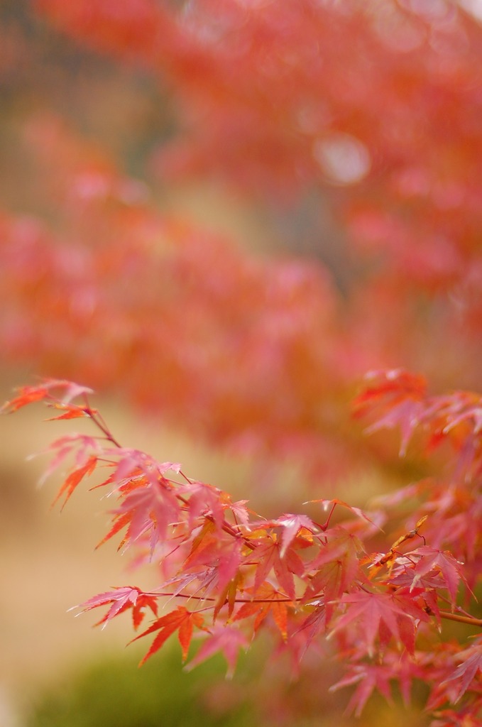 紅葉