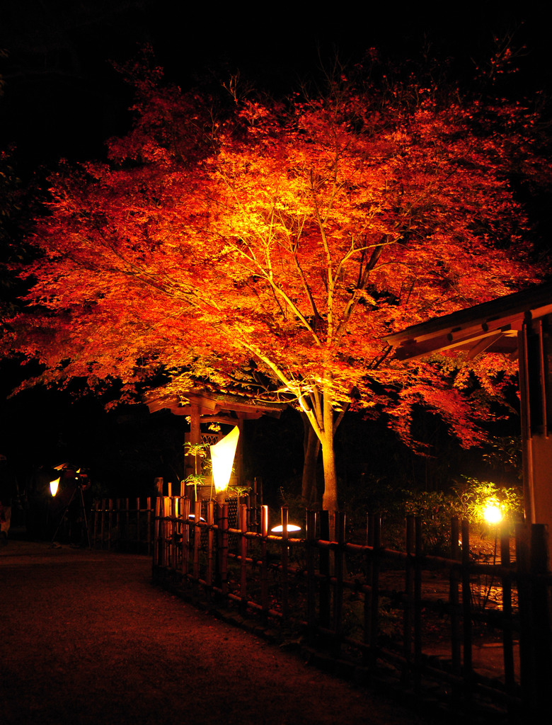 栗林公園　ライトアップ