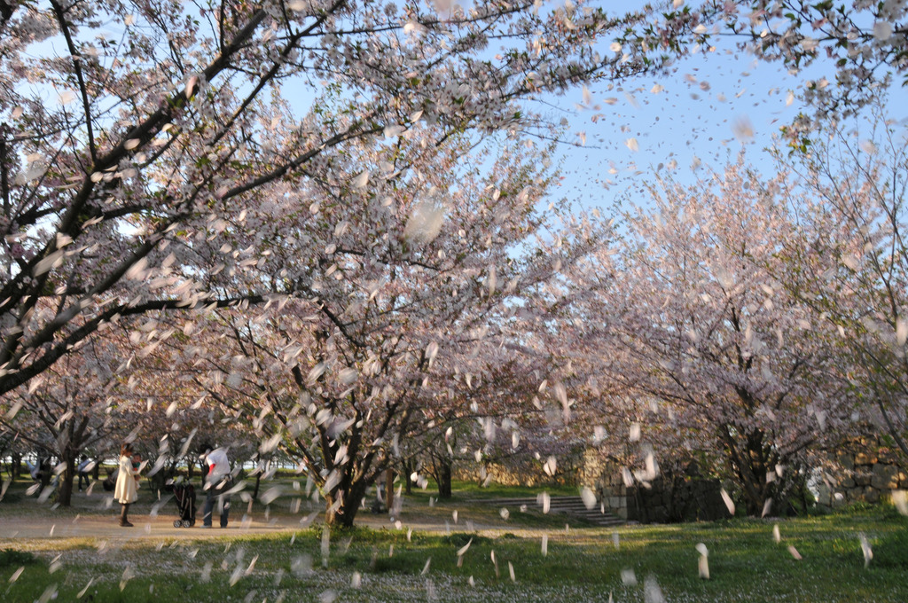 丸亀城 花吹雪