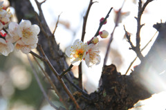 梅の花