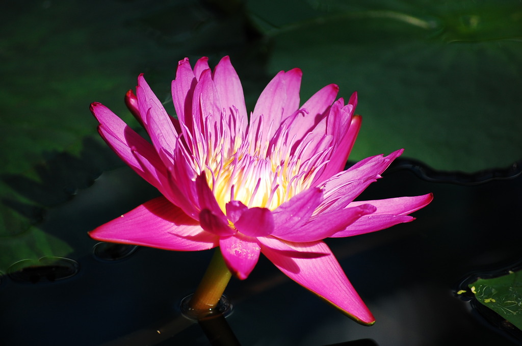 草津市立水生植物公園みずの森