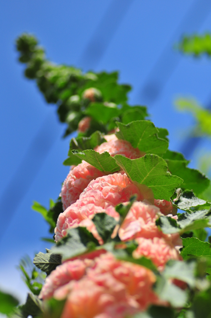 ぼよぼよ・・・・・