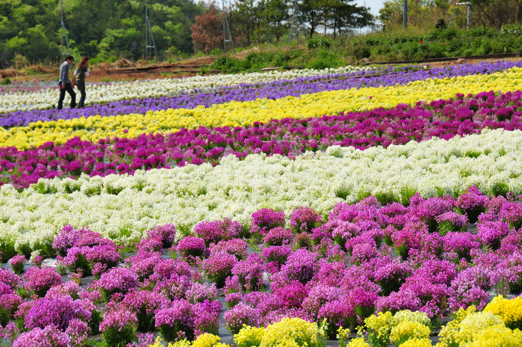 芝桜1