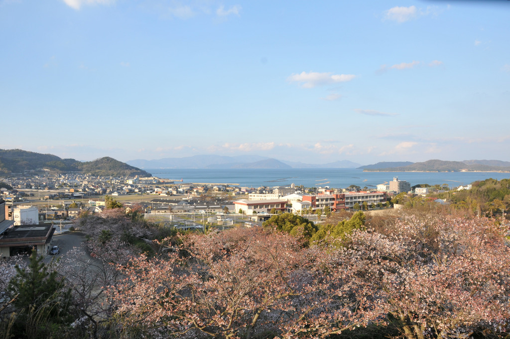 瀬戸内海と桜