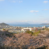 瀬戸内海と桜