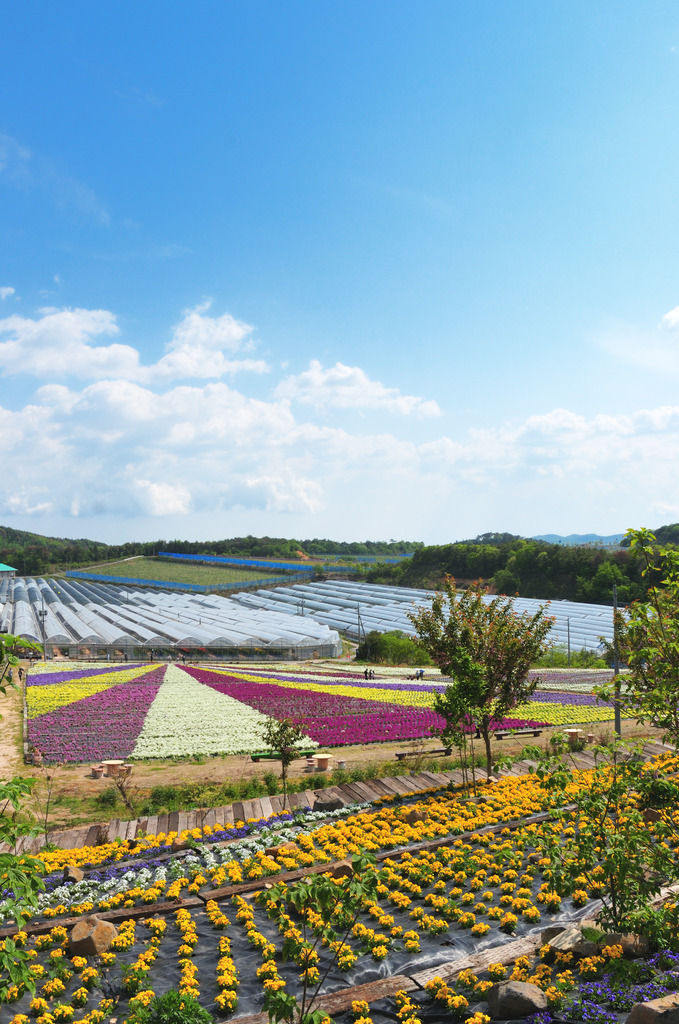 花の絨毯