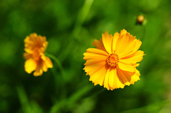 花①