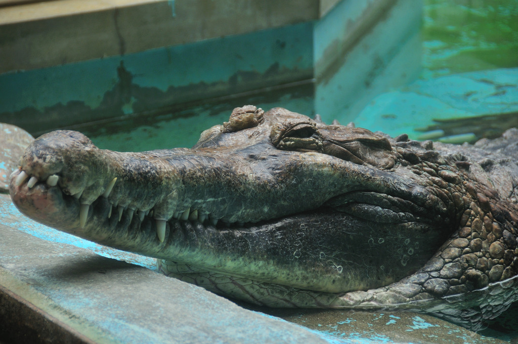 ターミネーター