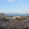 瀬戸内海×桜