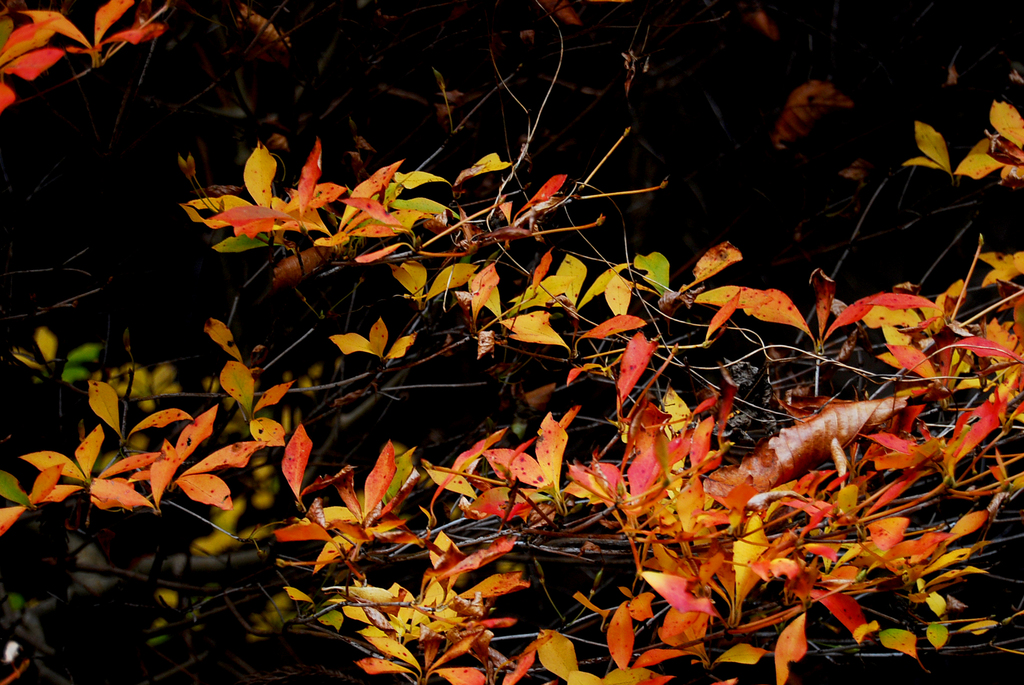 DSC_1203