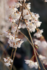 しだれ桜