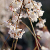 しだれ桜
