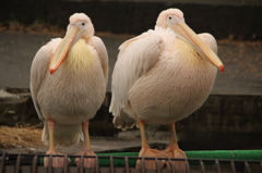 ももいろペリカン