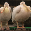ももいろペリカン
