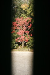 薬師寺の紅葉