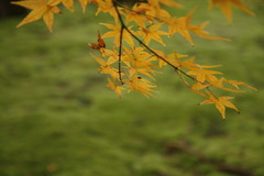 唐招提寺の紅葉