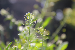 ぺんぺん草