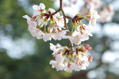 桜