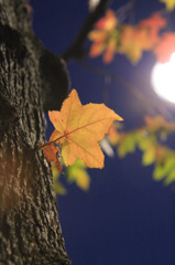 20101205-IMG_1159