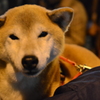 夜祭のために起きてました