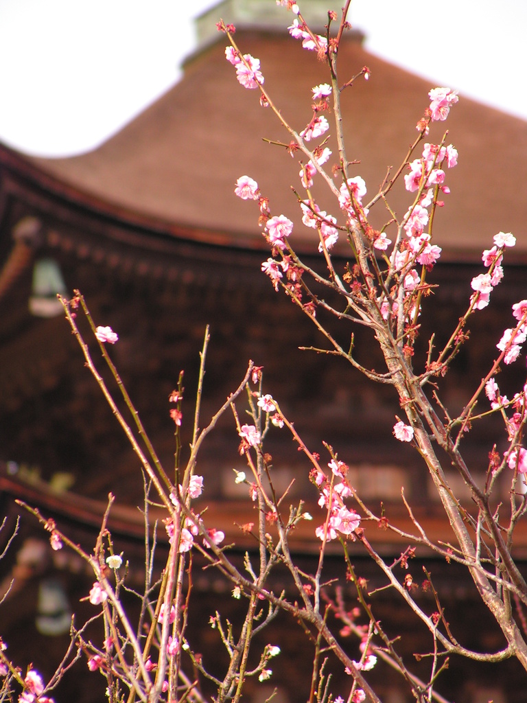 瑠璃光寺五重塔