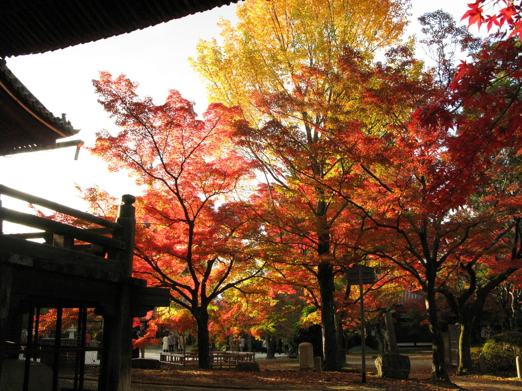 紅葉に陽