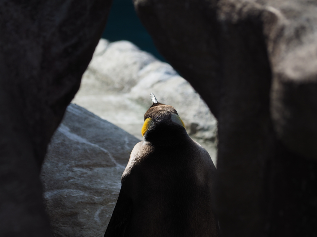 トンネル抜けたらペンギン