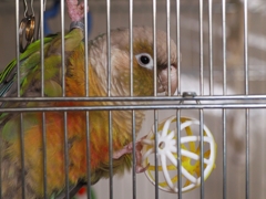ボールを手放さないインコ　ホオミドリアカオウロコインコ