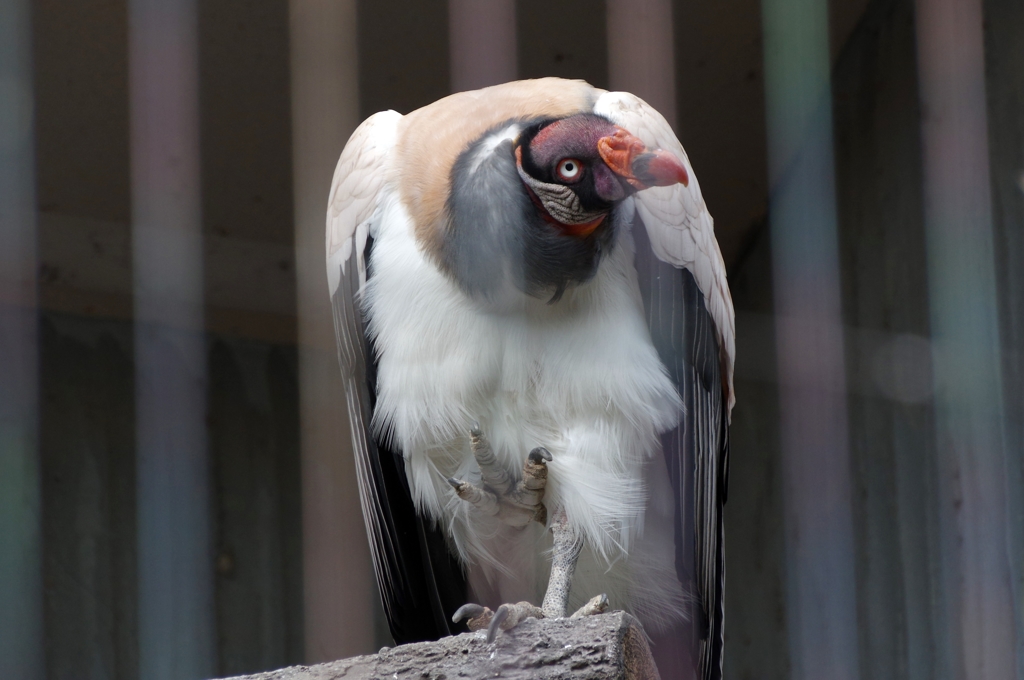 よそ見。トキイロコンドル。