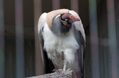 よそ見。トキイロコンドル。