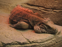 やる気が無いこと岩の如し。　ケイマンイワイグアナ