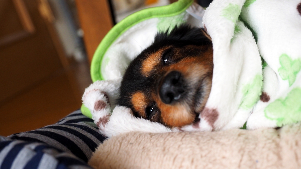 ねむねむだっくす