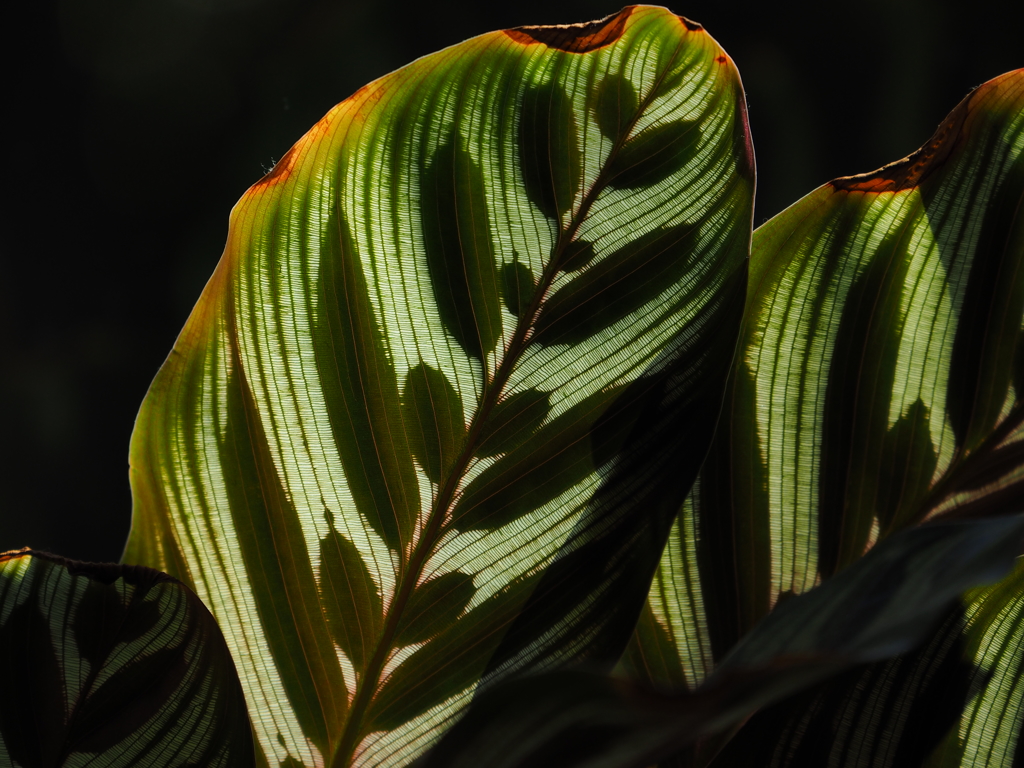 なんて植物?